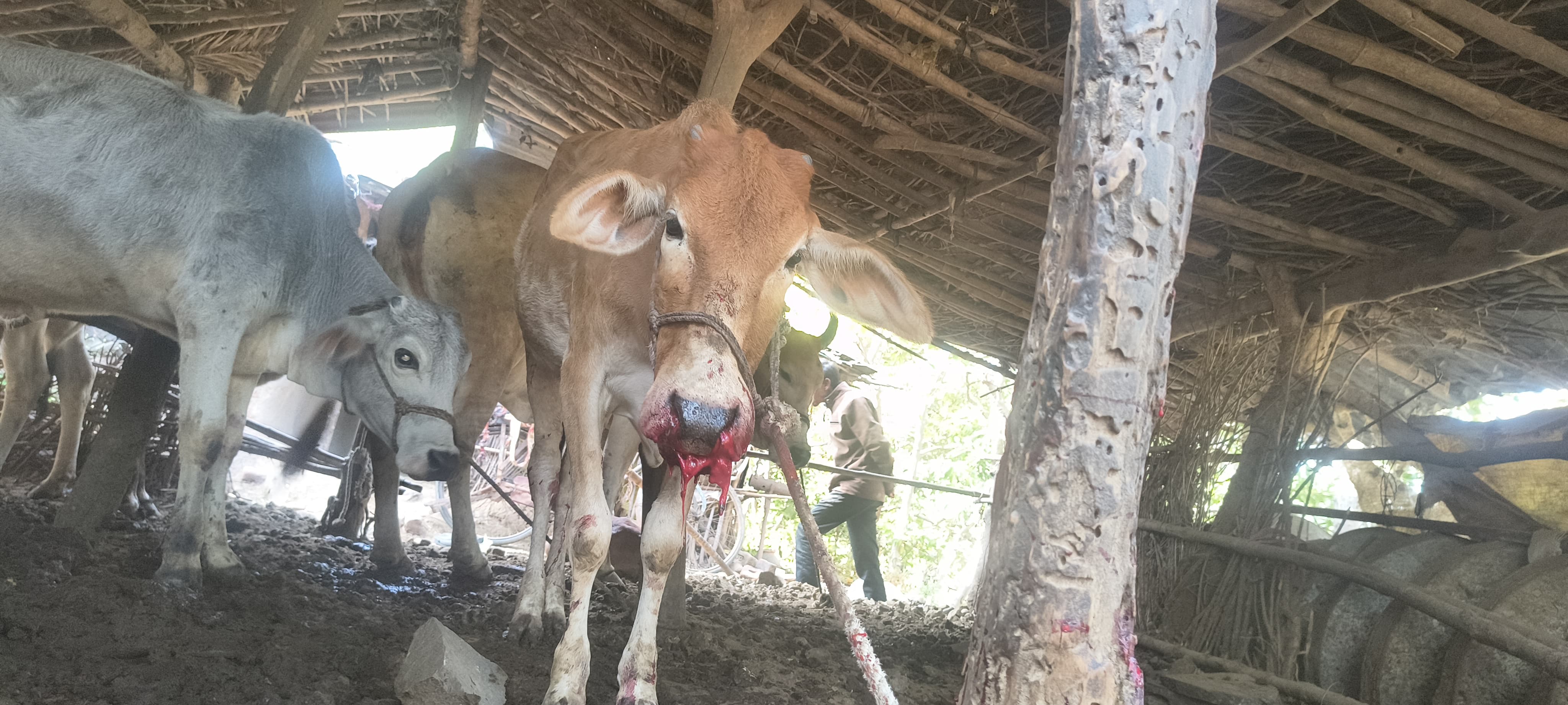 पीथमपुर के बजरंगपुरा गांव के पास बुजुर्ग महिला पर भयानक लड़बग्घे का हमला, लड़बग्घे के हमले से ग्रामीणों में फैली दहशत