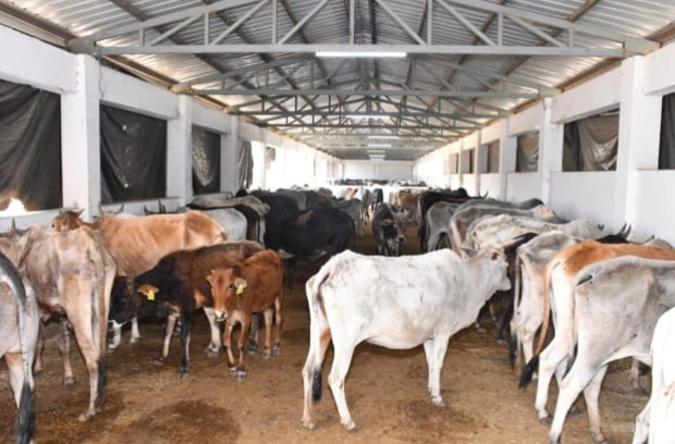 *गौ संवर्धन समिति के सक्रिय सदस्य श्री सौरभ नेमा ने अपने पुत्र दक्ष नेमा का जन्मदिन हनौता गौशाला में गौसेवा के साथ मनाया....