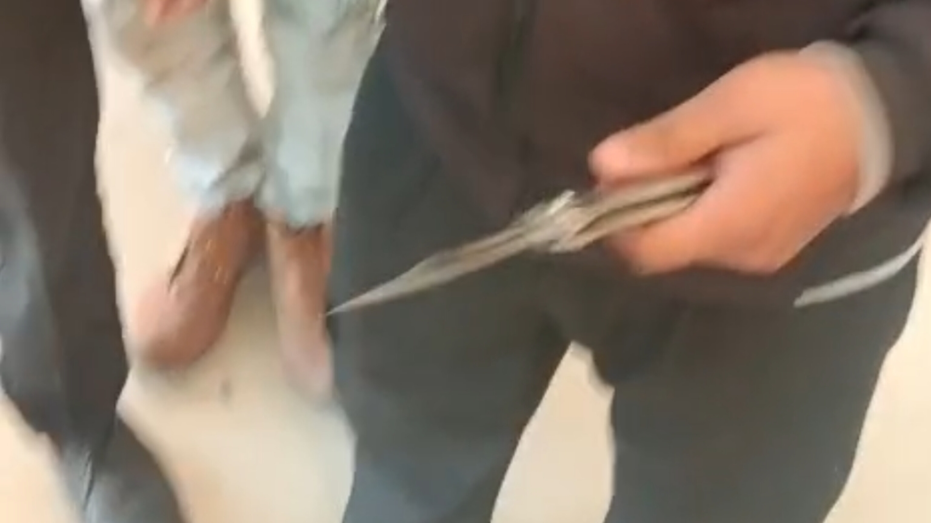 बुंदेलखंड मेडिकल कॉलेज में चाकू लेकर घूम रहा युवक को सुरक्षा कर्मियों ने पकड़ा 