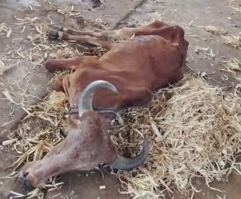 गौशाला में भ्रष्टाचार और लापरवाही की भेंट चढ़ रही गौमाताएं, ग्रामीणों में आक्रोश