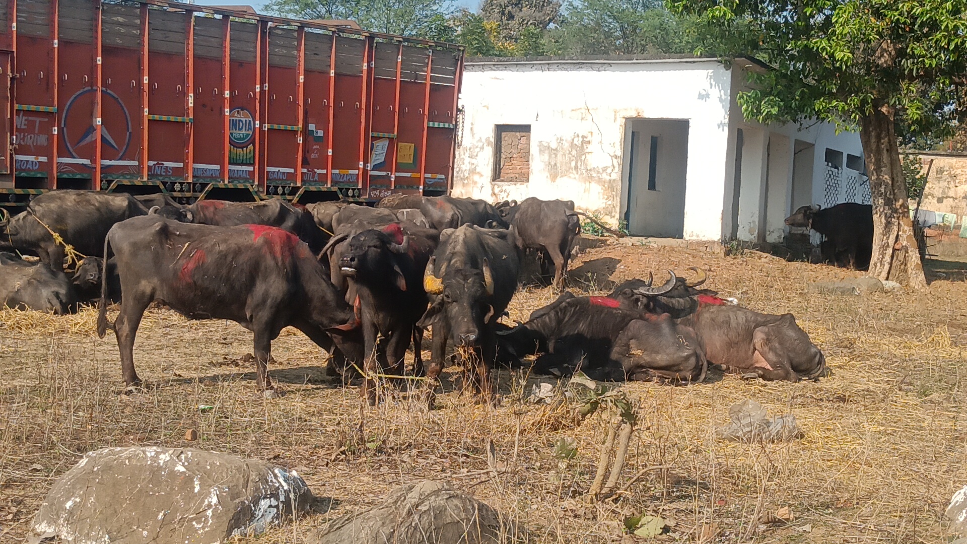 मझौली पुलिस पशु तस्करों पर की कार्यवाही,53 नग भैस वंशज लोड ट्रक वाहन पकड़ाया।
