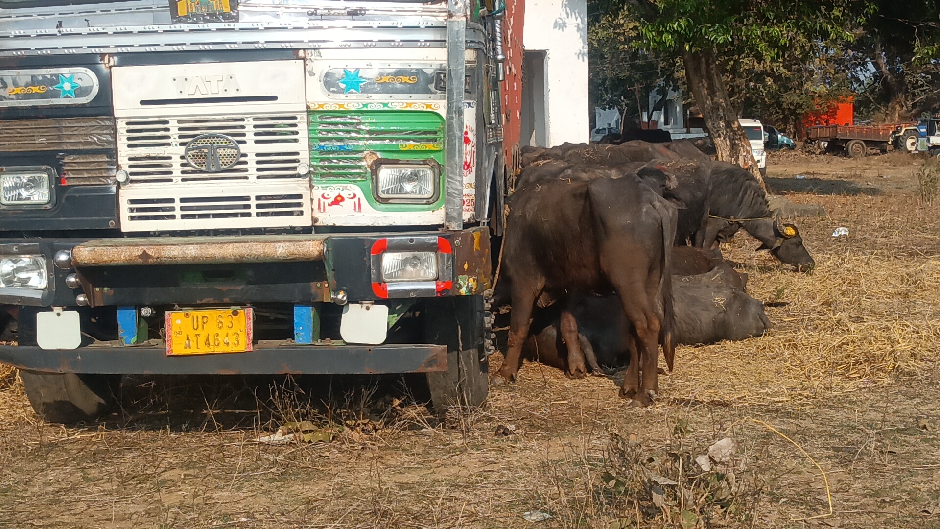 मझौली पुलिस पशु तस्करों पर की कार्यवाही,53 नग भैस वंशज लोड ट्रक वाहन पकड़ाया।