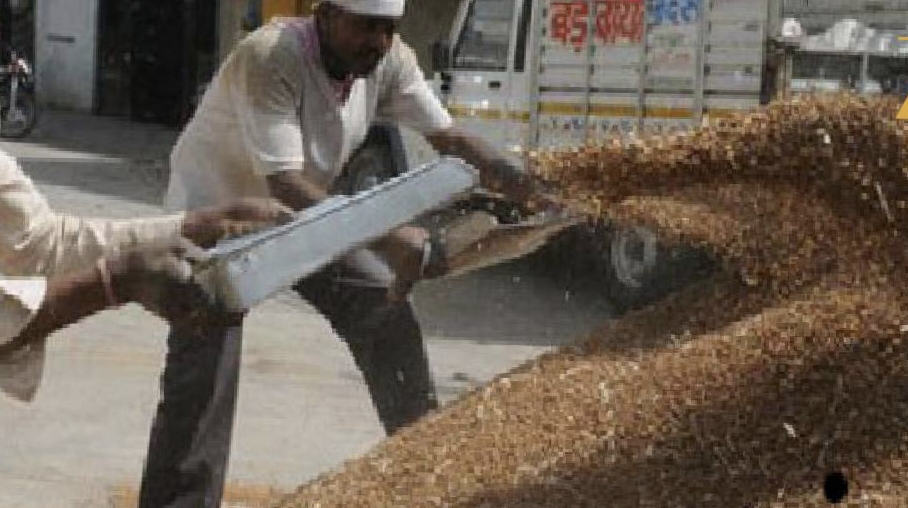 समर्थन मूल्य पर चना-मसूर बेचने का सुनहरा मौका, 16 मार्च तक कराएं पंजीयन