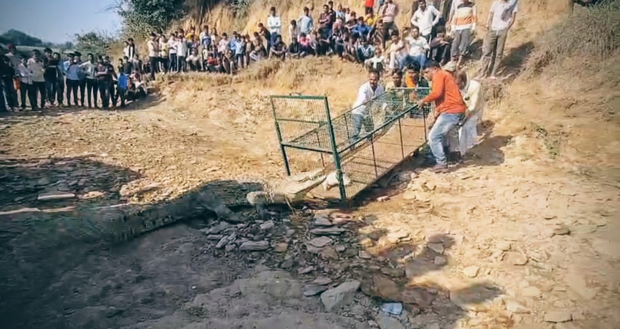 आबादी के पास 12 फीट का मगरमच्छ..