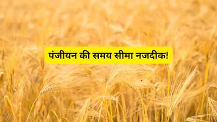 गेहूं उपार्जन पंजीयन का आखिरी मौका कल, 7 मार्च तक कराएं रजिस्ट्रेशन
