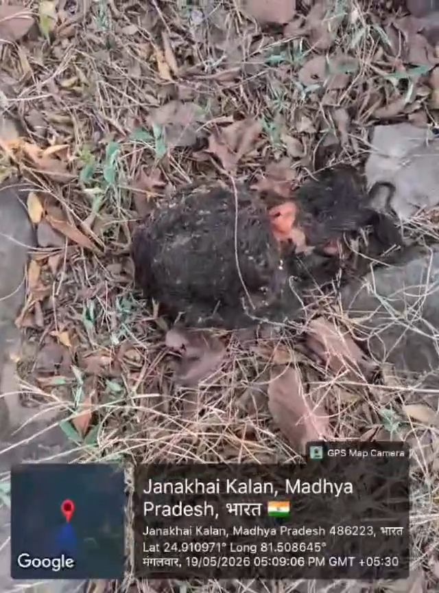 रीवा जंगल में युवक युवती के नरकंकाल मिले
