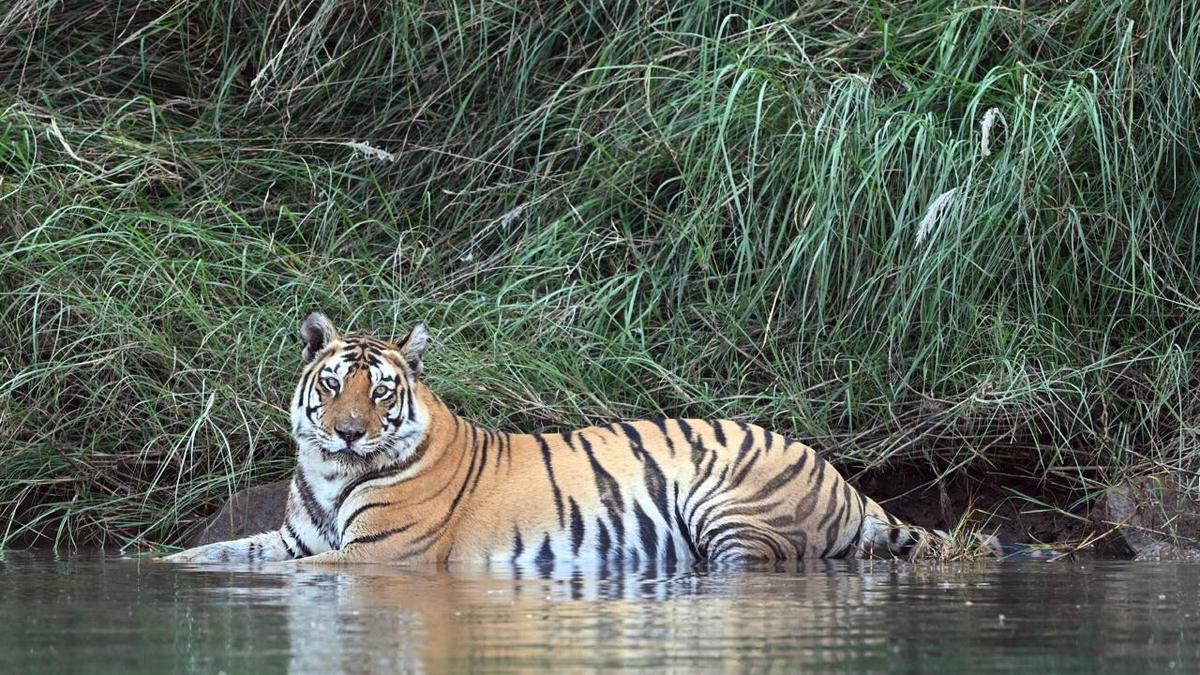 India Hosts 70% of Global Tiger Population, Celebrates on Global Tiger Day: PM Modi