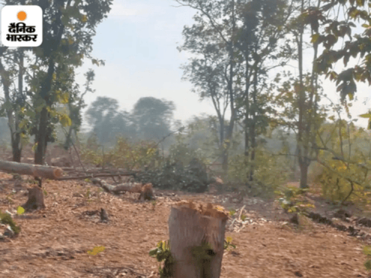 नावरा रेंज: 17 दिन में 1 हजार झोपड़ियां हटीं, 2 हजार हेक्टेयर में हरियाली लौटाई