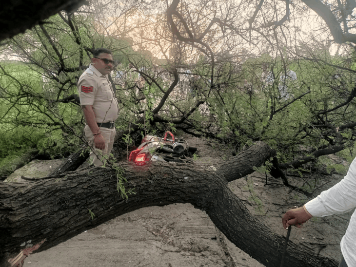 बुरहानपुर में बबूल का पेड़ गिरा: 6 वर्षीय बच्ची की मौत, मां गंभीर घायल