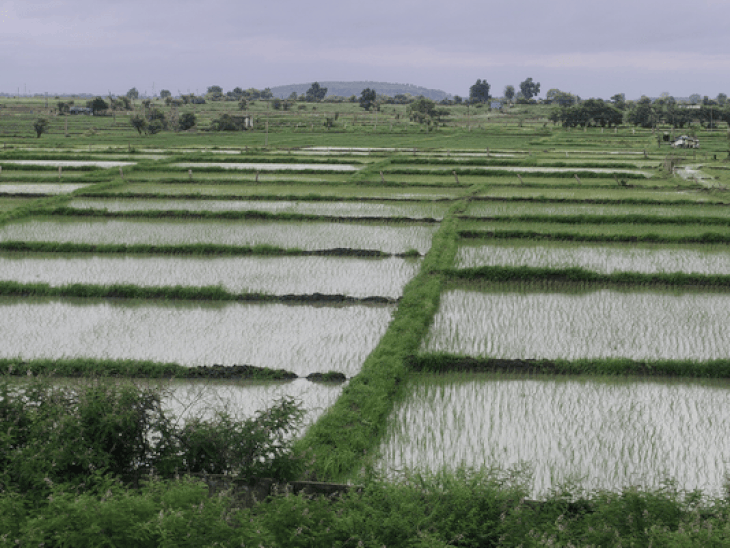 रायसेन में सूखा: अगस्त में बारिश का कोटा अधूरा, खरीफ फसलों को सितंबर से उम्मीद
