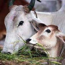 गौ शालाओं में बनेंगी गायों की समाधी, गायों के शवों के सम्मानजनक तरीके से निष्पादन की योजना