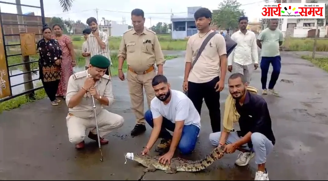 Jabalpur News: 7 दिन की कड़ी मशक्कत के बाद मगरमच्छ का रेस्क्यू, रहवासियों ने ली राहत की सांस