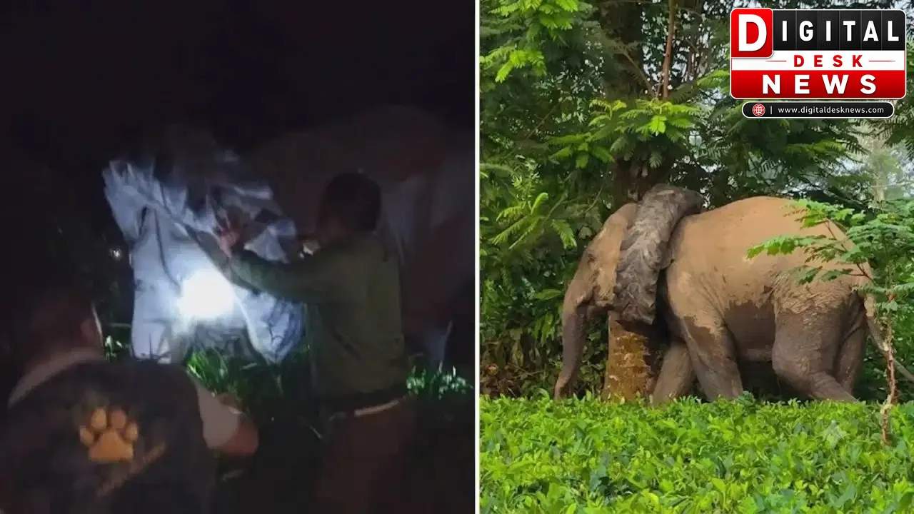 असम में गले में फंसा टायर लेकर घूम रहा था हाथी, वन विभाग ने रेस्क्यू कर बचाई जान