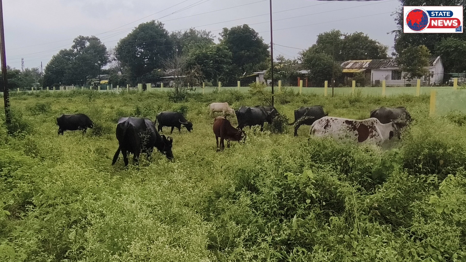 मवेशियों का बना अड्डा 33 लाख 80 हजार रुपए की लागत से बना ग्रीन स्पेस गार्डन