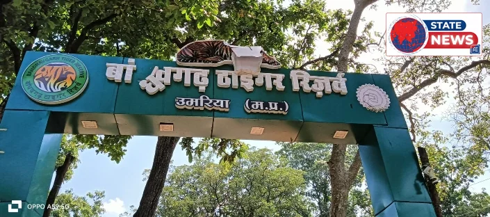 *क्या किसी ग्रामीण के साथ अनहोनी का इंतजार कर रहा है बांधवगढ़ प्रबंधन*  *सेमरा-सेमरी में 8 दिन से बाघ की मौजूदगी, ग्रामीण पर हमला और अब गाय 