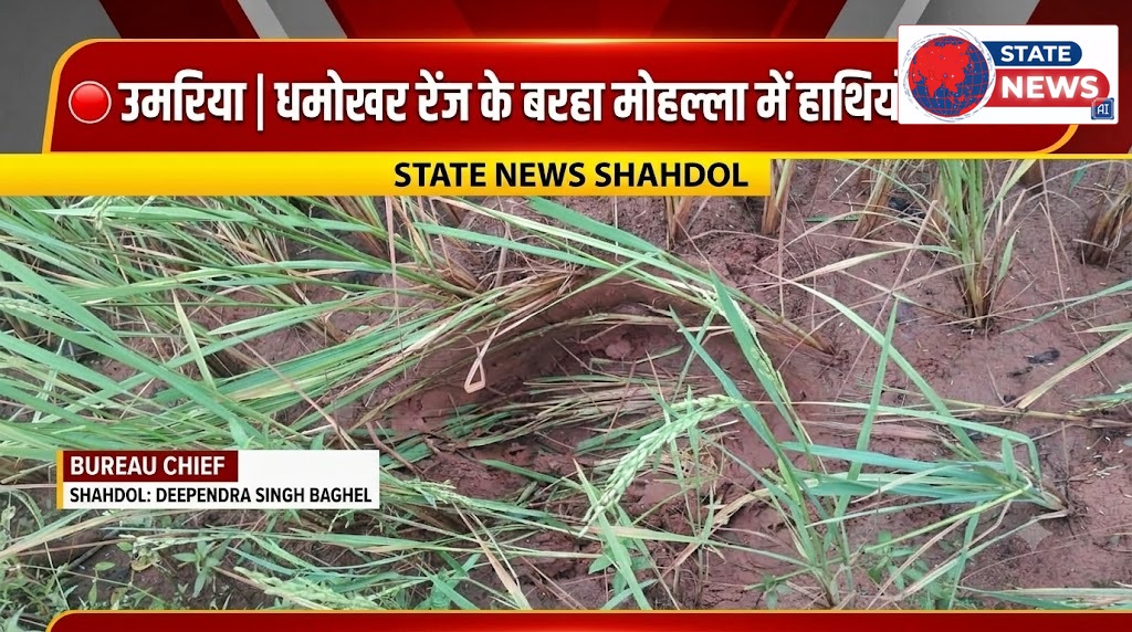 उमरिया के धमोखर रेंज में हाथियों का कहर, बरहा मोहल्ला में 2 दर्जन हाथियों ने किसानों की फसलें रौंदी
