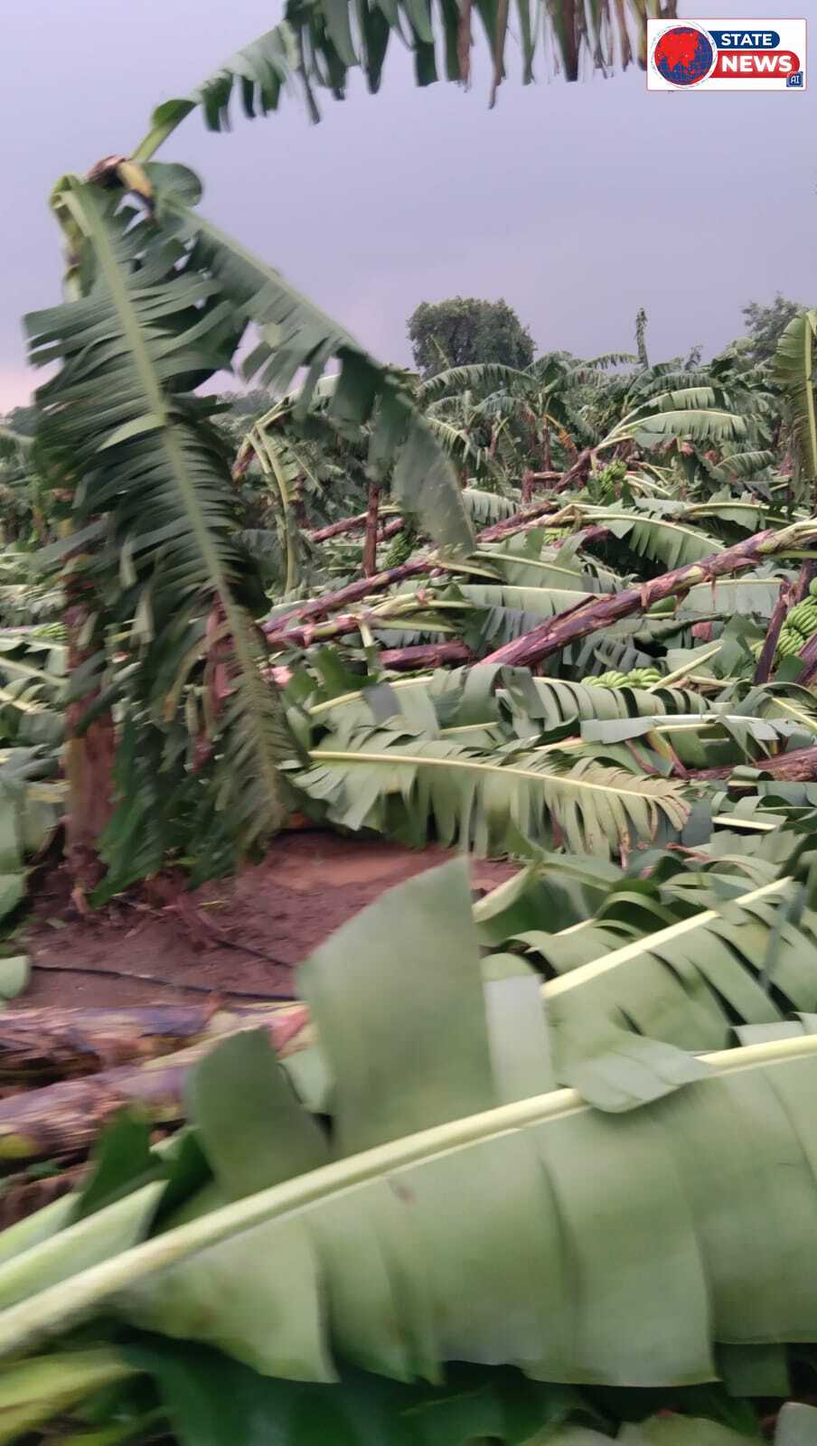 तेज हवा आंधी से किसानों की केला फसलो  को भारी नुकसान    फिर उठी मुआवजे की मांग