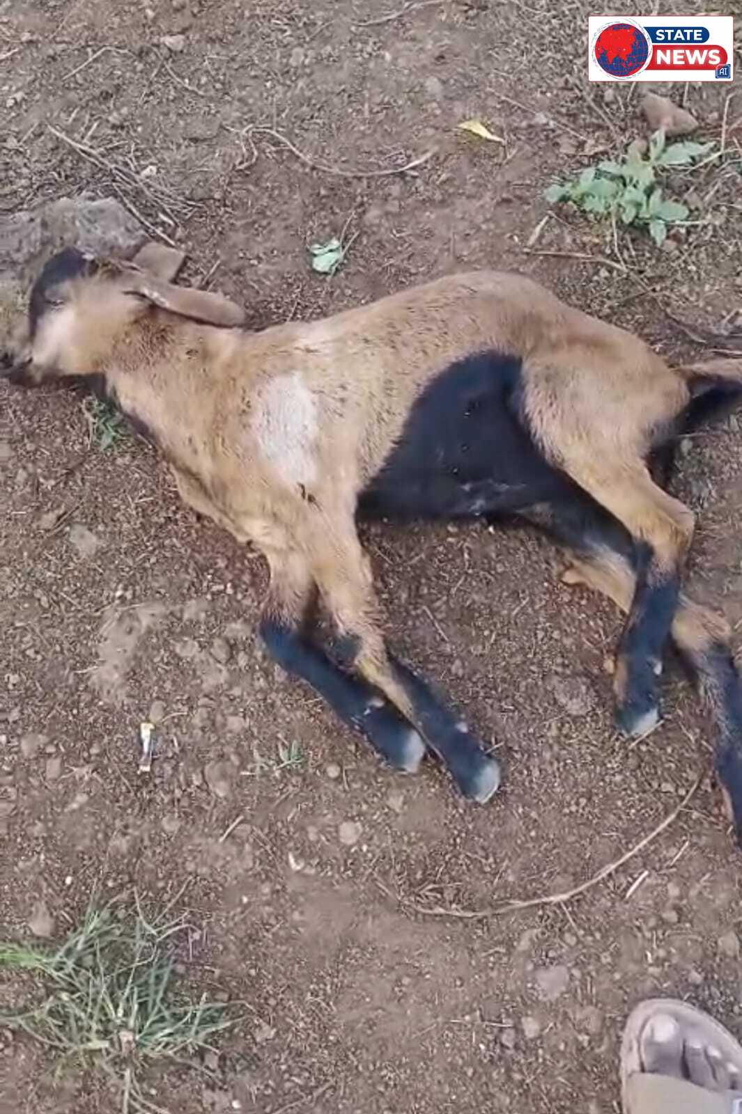 पिंजरा लगा तो बदलने लगी तेंदुए की लोकेशन, अब डालमहू में बकरी का किया शिकार  गोराडिया के बाद दूधिया, केरपानी होते हुए डालमहू पहुंचा तेंदुआ, ग