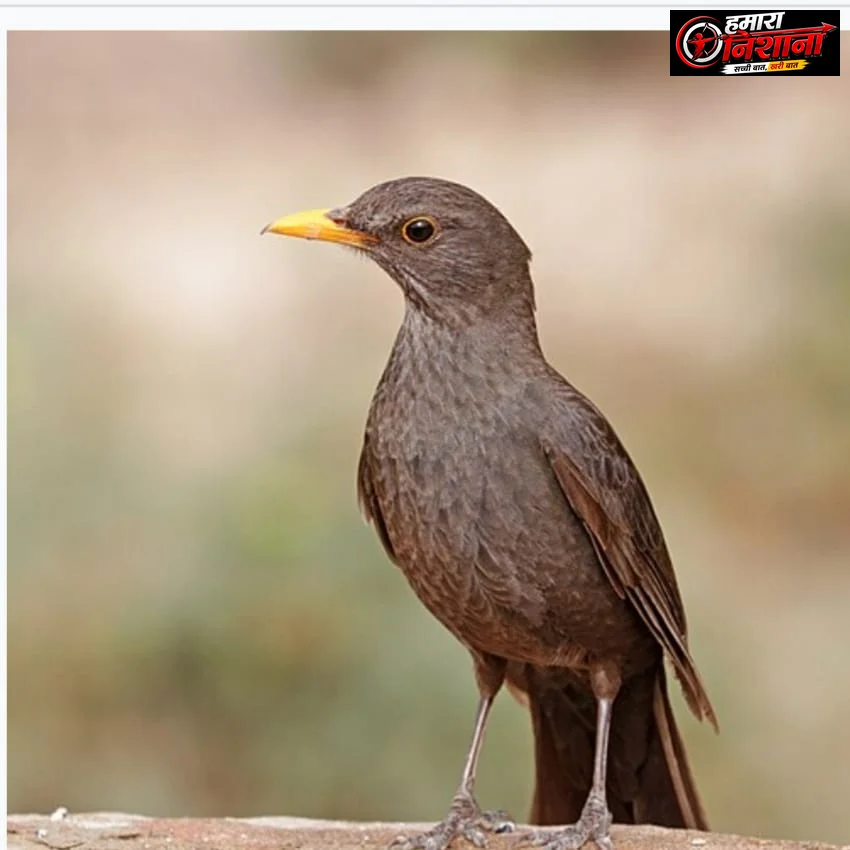कोयल नहीं, इस पक्षी की आवाज इंसानों को लगती है सबसे सुरीली
