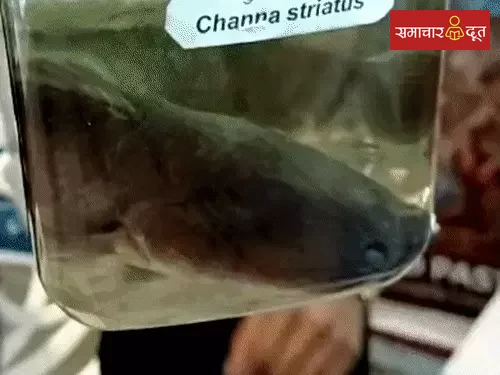 छत्तीसगढ़ की देसी मछलियों से 50 लाख का टर्नओवर:अंडे से चूजे निकालने वाली मशीन, बीज बोने वाला रोबोट, पढ़ें स्टार्टअप की कहानियां