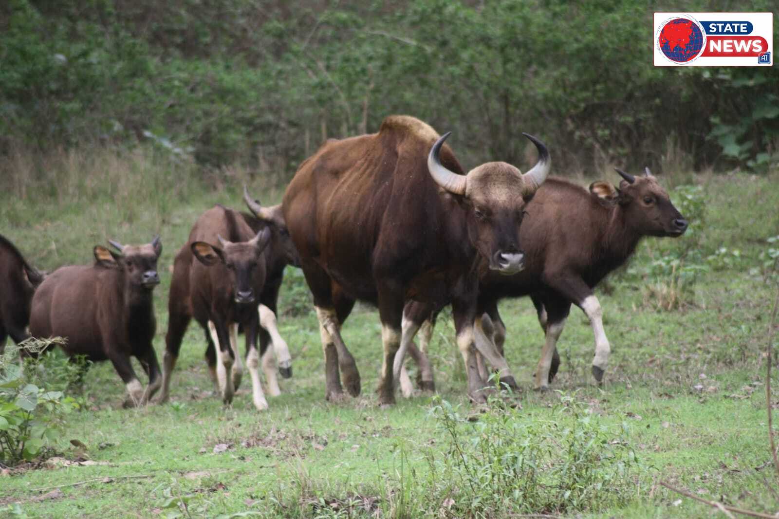 1 अक्टूबर से कान्हा नेशनल पार्क भ्रमण के लिये तैयार