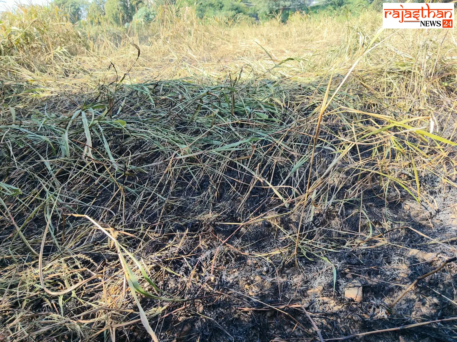 मनवाखेड़ा में बिजली का तार टूटने से जली ज्वार की फसल, डेढ़ बीघा में नुकसान