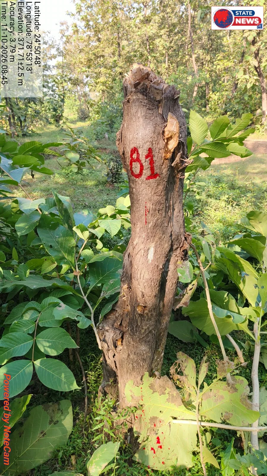 *टीकमगढ़ वन परिक्षेत्र में बड़े पैमाने पर अवैध कटाई और उत्खनन का आरोप, विभाग पर कार्रवाई न करने के सवाल*  *टीकमगढ़।* वन मंडल टीकमगढ़ के वन प