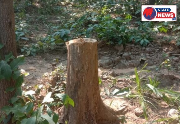 हरियाली पर आरी चलने की शिकायतें, वन विभाग की निगरानी पर उठे सवाल; फर्नीचर मार्ट के बिलों में 10 प्रतिशत कमीशन के आरोपों की जांच की मांग