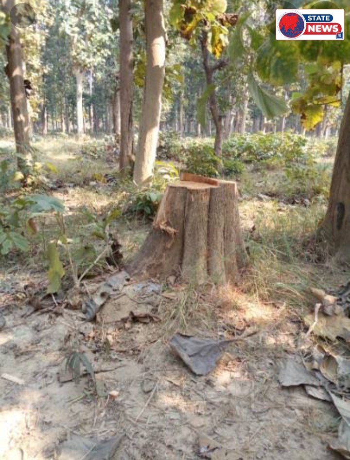 हरियाली पर आरी चलने की शिकायतें, वन विभाग की निगरानी पर उठे सवाल; फर्नीचर मार्ट के बिलों में 10 प्रतिशत कमीशन के आरोपों की जांच की मांग