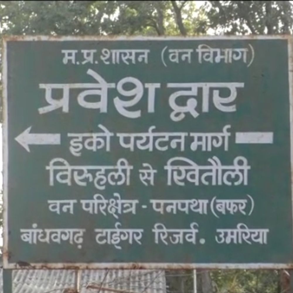 बांधवगढ़ के बफर क्षेत्र में 14.5% बढ़े पर्यटक:जुलाई-अगस्त में 2400 पर्यटकों ने की सफारी, 6.90 लाख की आय