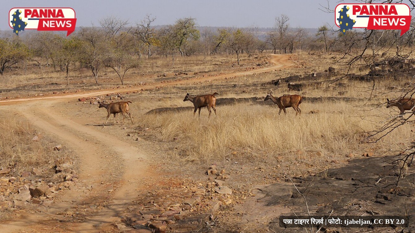 पन्ना में पर्यटन से रोज़गार: टाइगर रिज़र्व के गेट से खजुराहो के होटल तक, युवाओं के लिए 6 पक्के रास्ते