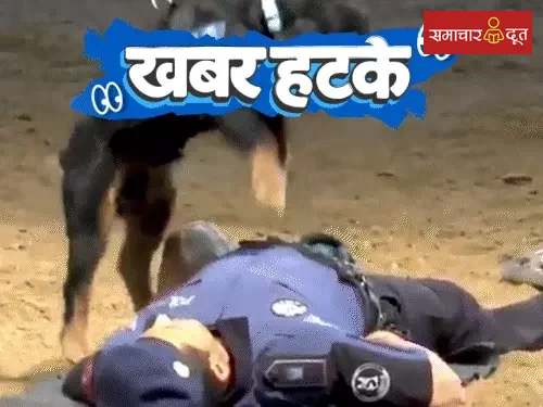 अनोखी खबरें: डॉग ने पुलिस अफसर को दिया CPR, महिला ने कुत्ते से रचाई शादी, रोबोट चला रहे दुकानें
