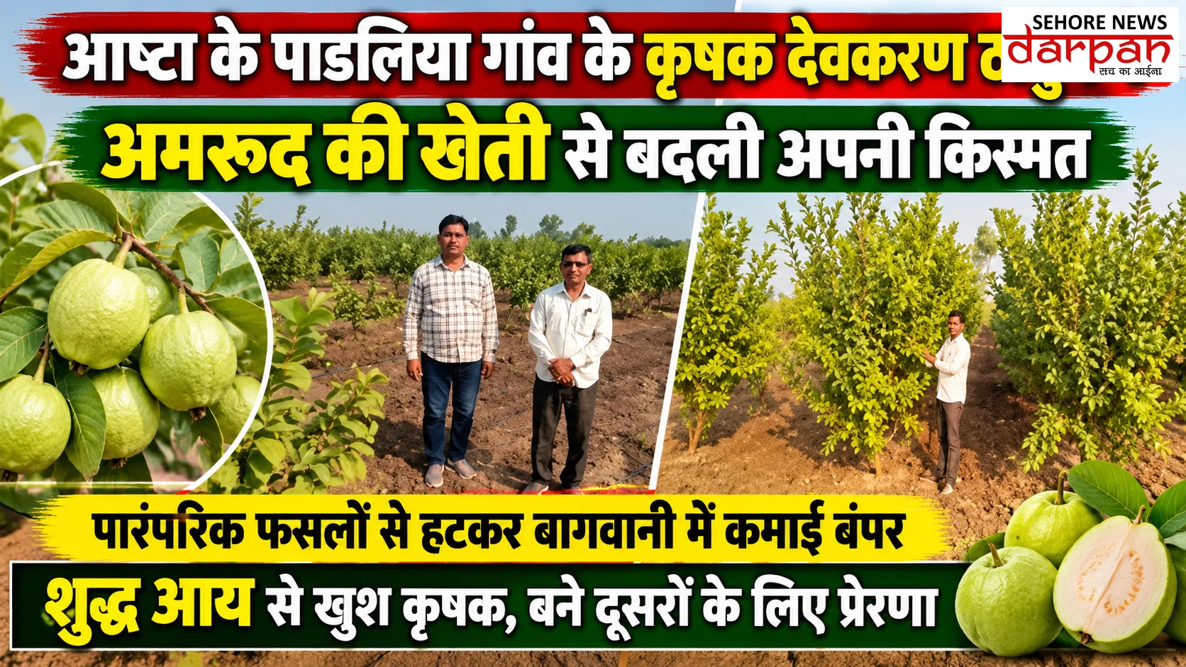 आष्टा के पाडलिया गांव के कृषक देवकरण ठाकुर ने अमरूद की खेती से बदली अपनी किस्मत, पारंपरिक फसलों से हटकर बागवानी में कमाई बंपर शुद्ध आय