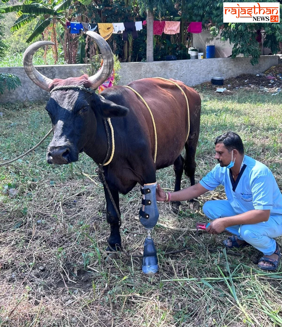  गाय ने हादसे में गंवाया पैर, नारायण सेवा संस्थान ने कृत्रिम पैर से फिर चलाया