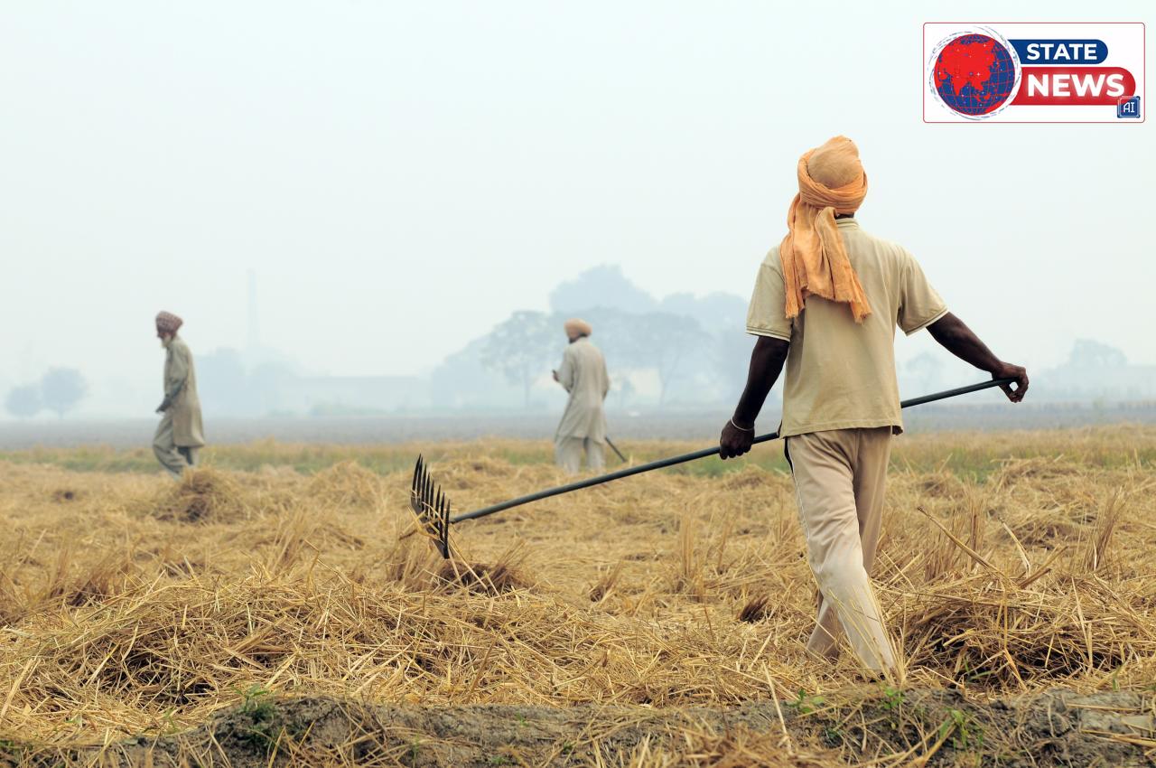 Paddy residue in field