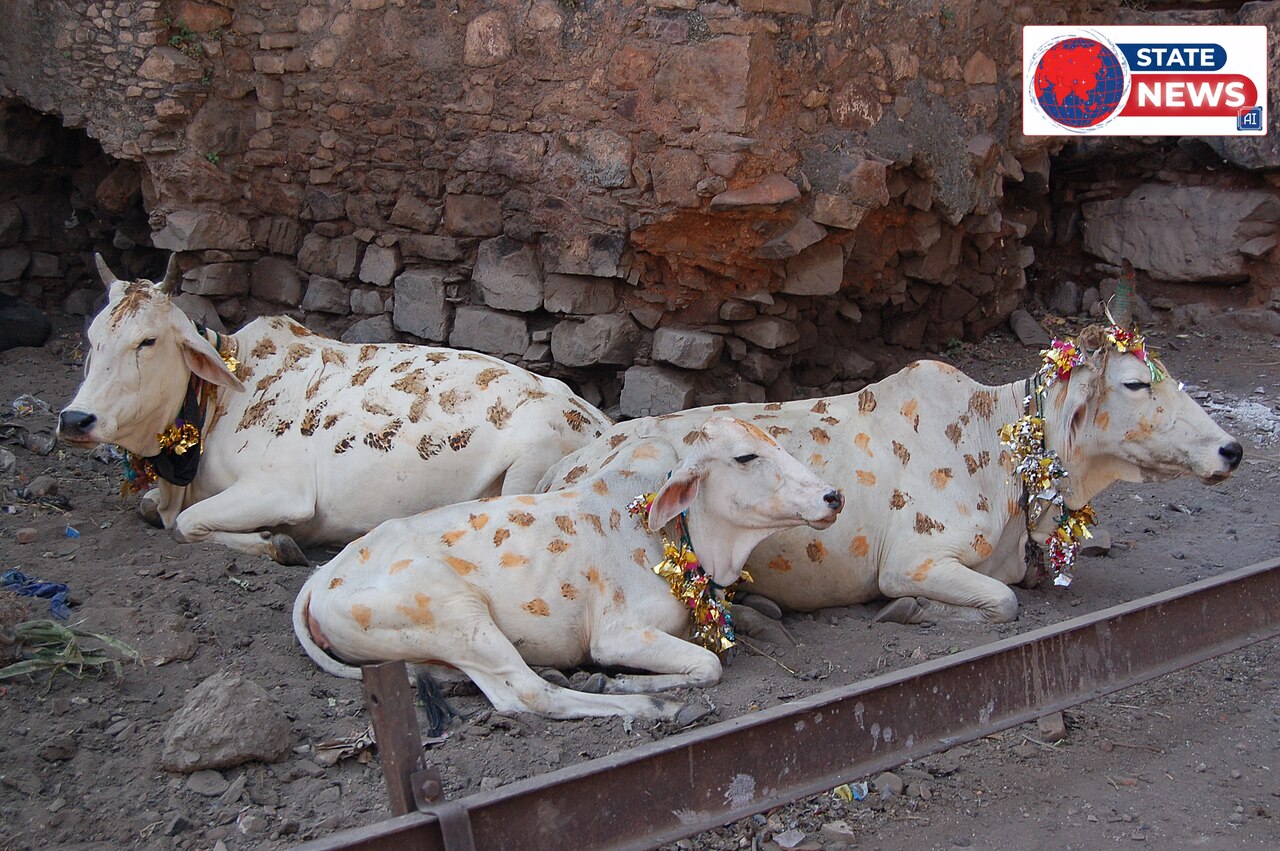5 नवंबर को गोवत्स द्वादशी, शाम 5:40 बजे से गाय-बछड़े की पूजा का मुहूर्त, धनतेरस से एक दिन पहले की परंपरा