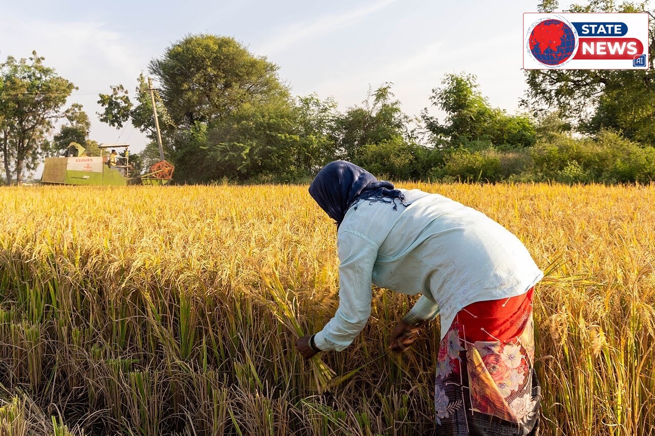 Farmer harvesting paddy in India