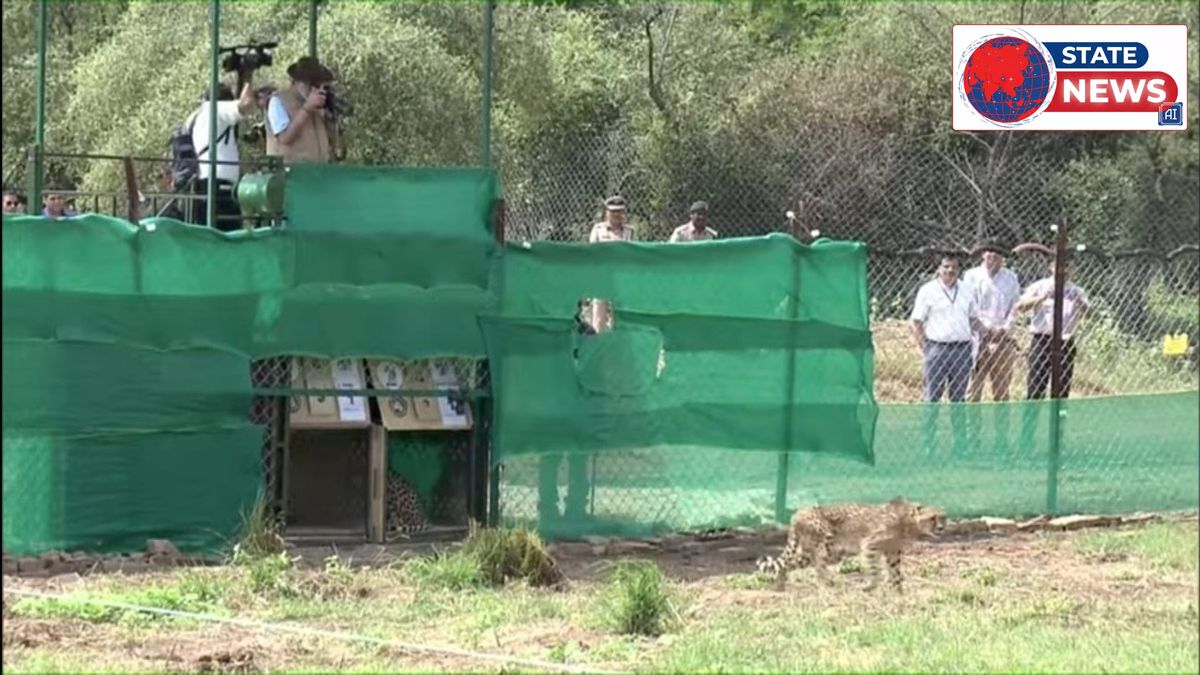 कूनो नेशनल पार्क में बाड़े से छोड़ा गया चीता