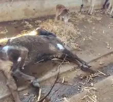 गौशाला में भ्रष्टाचार और लापरवाही की भेंट चढ़ रही गौमाताएं, ग्रामीणों में आक्रोश