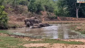 कटघोरा जंगल में हाथियों की जलक्रीड़ा का अद्भुत नजारा