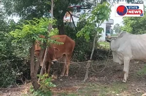 महाराष्ट्र सीमा पर गौवंश से भरी पिकअप पकड़ी, 13 गौवंश मुक्त; दो तस्कर हिरासत में