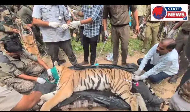 बाघिन के रेस्क्यू के बाद कान्हा नेशनल पार्क में सुरक्षा बढ़ाई गई