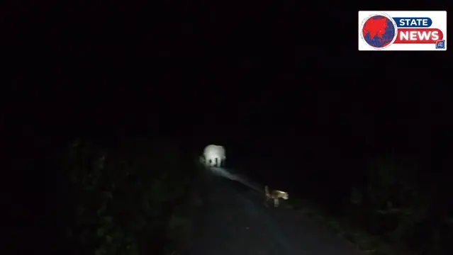 पुरैना में जंगली हाथी की दस्तक, ग्रामीणों में दहशत का माहौल।