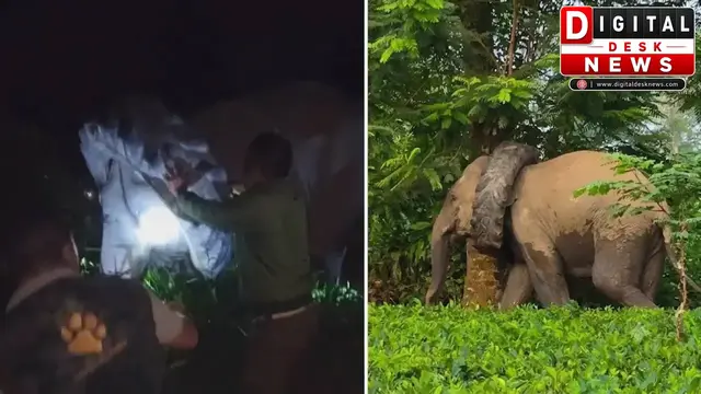 असम में गले में फंसा टायर लेकर घूम रहा था हाथी, वन विभाग ने रेस्क्यू कर बचाई जान