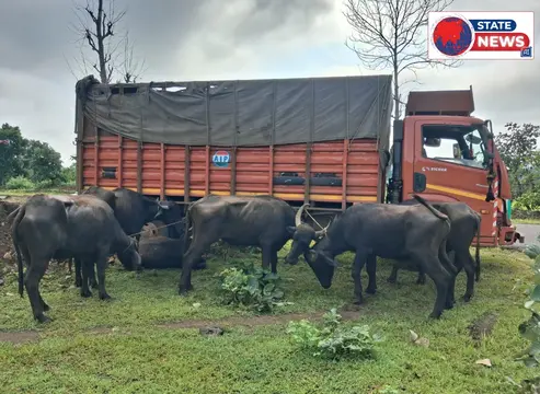 मोहगांव पुलिस ने पकड़ा भैंसों से भरा ट्रक