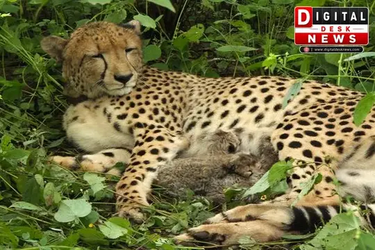 कूनो फिर हुआ गुलजार, मादा चीता KGP12 ने दिया 4 शावकों को जन्म
