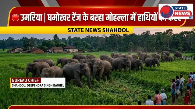 उमरिया के धमोखर रेंज में हाथियों का कहर, बरहा मोहल्ला में 2 दर्जन हाथियों ने किसानों की फसलें रौंदी
