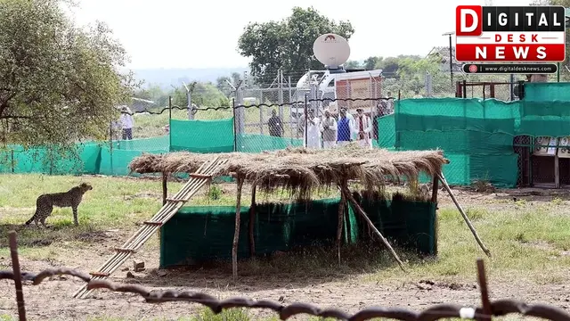 वन्यजीव संरक्षण में 'प्रोजेक्ट चीता' की सफलता, प्रधानमंत्री मोदी की सराहना