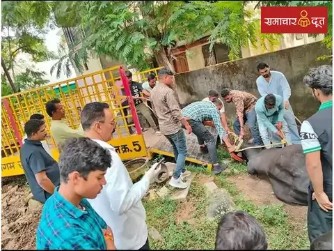 रायपुर में बेकाबू सांड का आतंक: पूर्व महिला कांग्रेस अध्यक्ष समेत 15 लोग घायल, मासूम और बुजुर्ग गंभीर
