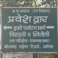 बांधवगढ़ के बफर क्षेत्र में 14.5% बढ़े पर्यटक:जुलाई-अगस्त में 2400 पर्यटकों ने...
